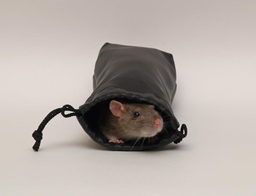 How to Bag a Rat: Clearing Obstacles to Joy