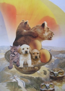 Lion young animal sunset