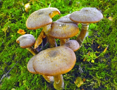 Shame is Like a Mushroom